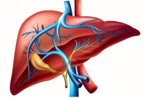 Liver Liver