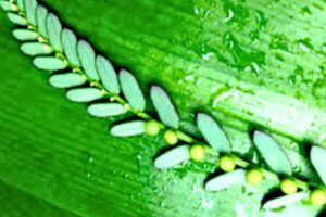 Let's Have A look.... (14) Bhumi Amla
