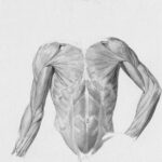 The Science Of Muscle Recovery